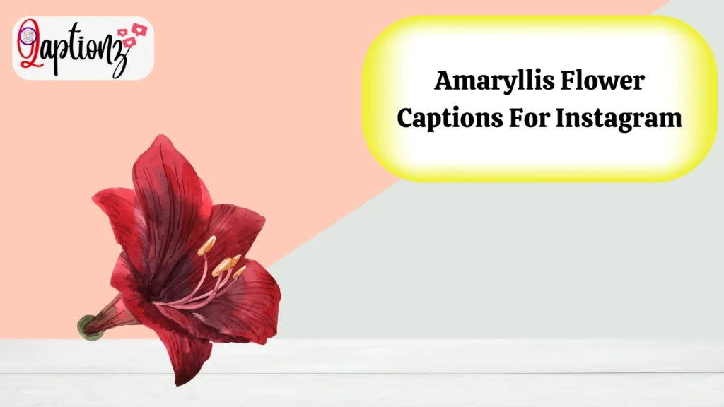 Amaryllis Flower Captions For Instagram