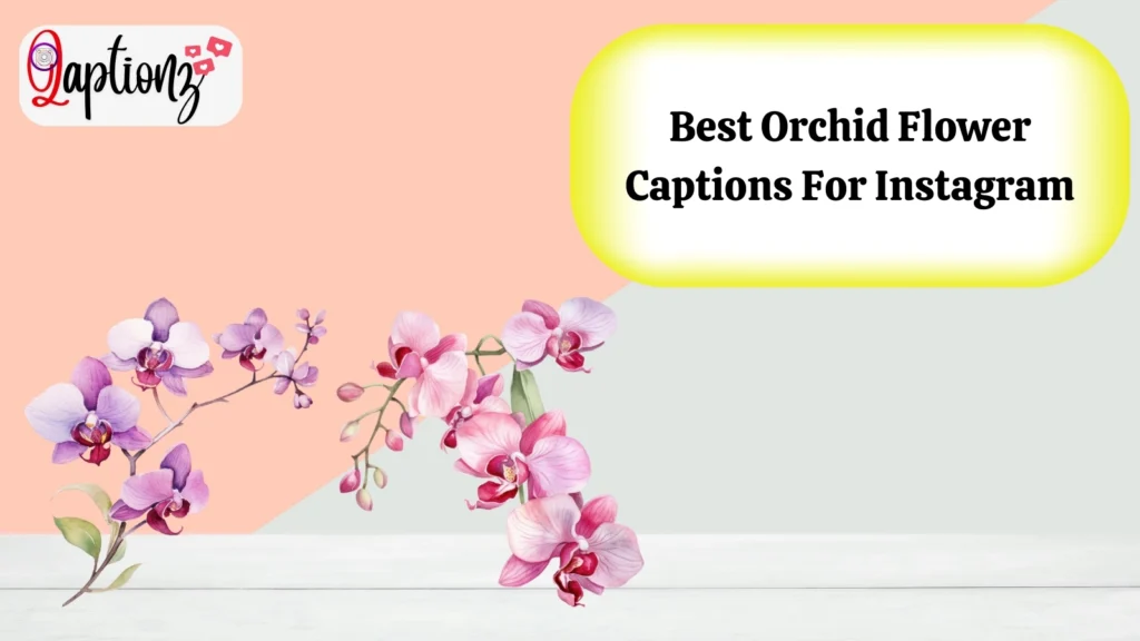 Best Orchid Flower Captions For Instagram