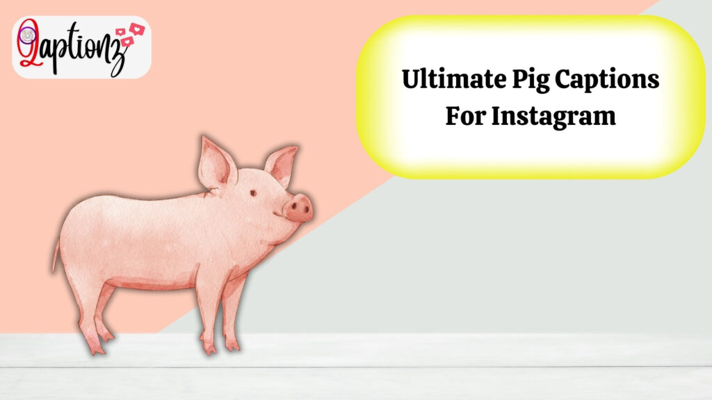 Ultimate Pig Captions For Instagram